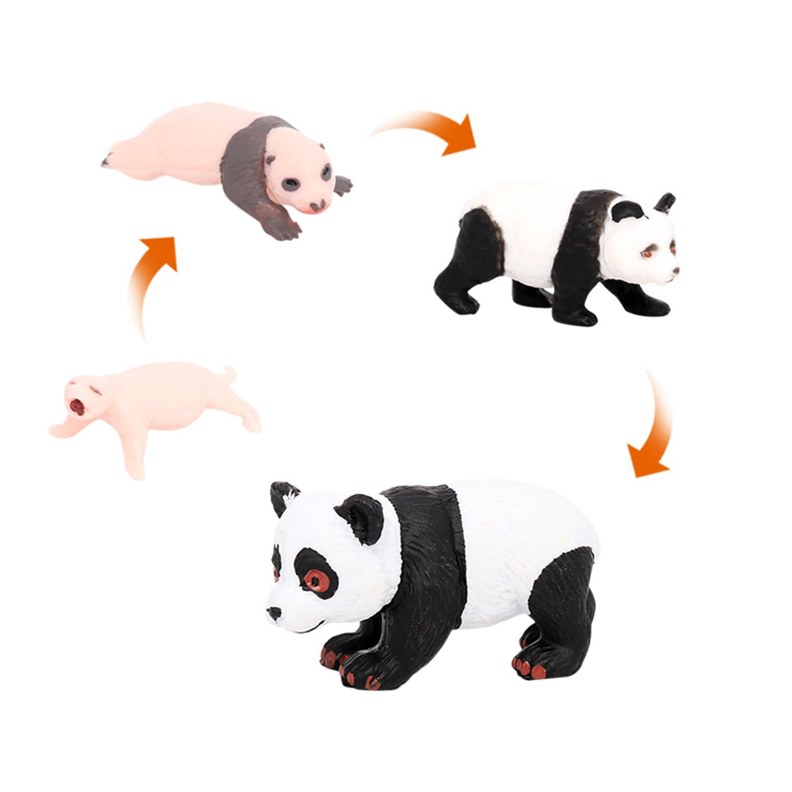 4x 4x Panda Animal Life Cycle  - Kids Toys Cycle review and price